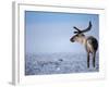 Barren Ground Caribou, Arctic National Wildlife Refuge, Alaska, USA-Steve Kazlowski-Framed Photographic Print