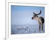 Barren Ground Caribou, Arctic National Wildlife Refuge, Alaska, USA-Steve Kazlowski-Framed Photographic Print