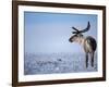 Barren Ground Caribou, Arctic National Wildlife Refuge, Alaska, USA-Steve Kazlowski-Framed Photographic Print