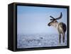 Barren Ground Caribou, Arctic National Wildlife Refuge, Alaska, USA-Steve Kazlowski-Framed Stretched Canvas