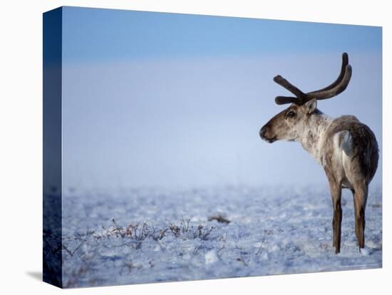 Barren Ground Caribou, Arctic National Wildlife Refuge, Alaska, USA-Steve Kazlowski-Stretched Canvas