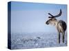 Barren Ground Caribou, Arctic National Wildlife Refuge, Alaska, USA-Steve Kazlowski-Stretched Canvas