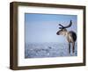 Barren Ground Caribou, Arctic National Wildlife Refuge, Alaska, USA-Steve Kazlowski-Framed Photographic Print