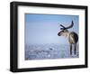 Barren Ground Caribou, Arctic National Wildlife Refuge, Alaska, USA-Steve Kazlowski-Framed Photographic Print