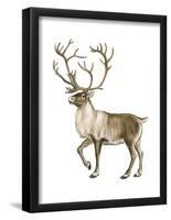 Barren Ground Caribou (Rangifer Arcticus), Mammals-Encyclopaedia Britannica-Framed Poster