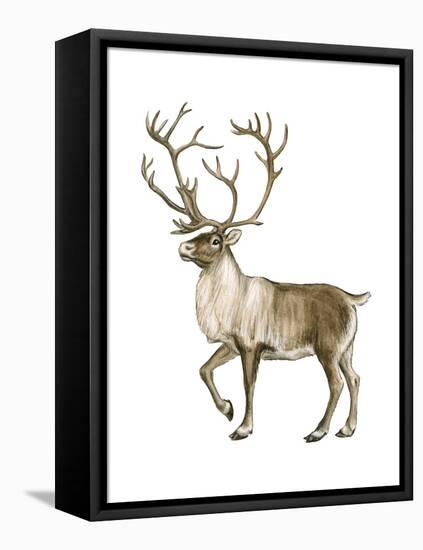 Barren Ground Caribou (Rangifer Arcticus), Mammals-Encyclopaedia Britannica-Framed Stretched Canvas