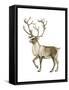 Barren Ground Caribou (Rangifer Arcticus), Mammals-Encyclopaedia Britannica-Framed Stretched Canvas