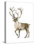 Barren Ground Caribou (Rangifer Arcticus), Mammals-Encyclopaedia Britannica-Stretched Canvas