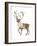 Barren Ground Caribou (Rangifer Arcticus), Mammals-Encyclopaedia Britannica-Framed Art Print