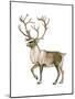 Barren Ground Caribou (Rangifer Arcticus), Mammals-Encyclopaedia Britannica-Mounted Art Print