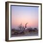 Barren Landscape in Rocky Field with Sun Setting; Etosha ; Namibia-Johan Swanepoel-Framed Photographic Print