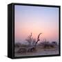 Barren Landscape in Rocky Field with Sun Setting; Etosha ; Namibia-Johan Swanepoel-Framed Stretched Canvas