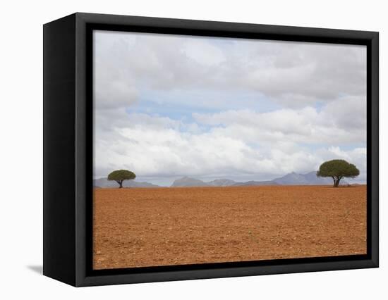 Barren Landscape with Trees-Ted Levine-Framed Stretched Canvas