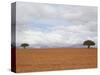 Barren Landscape with Trees-Ted Levine-Stretched Canvas