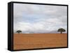 Barren Landscape with Trees-Ted Levine-Framed Stretched Canvas