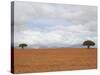 Barren Landscape with Trees-Ted Levine-Stretched Canvas