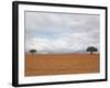 Barren Landscape with Trees-Ted Levine-Framed Photographic Print