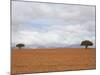 Barren Landscape with Trees-Ted Levine-Mounted Photographic Print