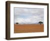 Barren Landscape with Trees-Ted Levine-Framed Photographic Print