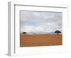Barren Landscape with Trees-Ted Levine-Framed Photographic Print