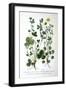 Barren Strawberry and Spring Cinquefoil, 1893-null-Framed Giclee Print