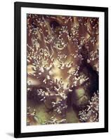 Barrier Reef Coral I-Kathy Mansfield-Framed Premium Photographic Print