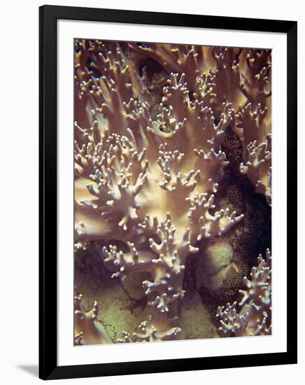 Barrier Reef Coral I-Kathy Mansfield-Framed Photographic Print