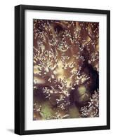 Barrier Reef Coral I-Kathy Mansfield-Framed Photographic Print