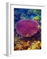 Barrier Reef Coral II-Kathy Mansfield-Framed Photographic Print