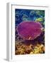 Barrier Reef Coral II-Kathy Mansfield-Framed Photographic Print