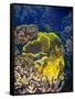 Barrier Reef Coral III-Kathy Mansfield-Framed Stretched Canvas