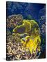Barrier Reef Coral III-Kathy Mansfield-Stretched Canvas