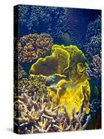 Barrier Reef Coral III-Kathy Mansfield-Stretched Canvas