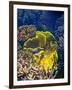 Barrier Reef Coral III-Kathy Mansfield-Framed Photographic Print