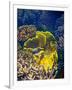 Barrier Reef Coral III-Kathy Mansfield-Framed Photographic Print