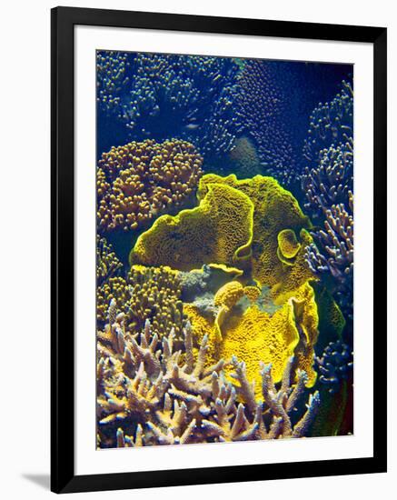 Barrier Reef Coral III-Kathy Mansfield-Framed Photographic Print