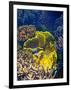 Barrier Reef Coral III-Kathy Mansfield-Framed Photographic Print