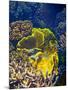 Barrier Reef Coral III-Kathy Mansfield-Mounted Photographic Print