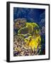 Barrier Reef Coral III-Kathy Mansfield-Framed Photographic Print