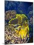 Barrier Reef Coral III-Kathy Mansfield-Mounted Photographic Print