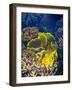 Barrier Reef Coral III-Kathy Mansfield-Framed Photographic Print