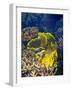 Barrier Reef Coral III-Kathy Mansfield-Framed Photographic Print