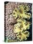 Barrier Reef Coral IV-Kathy Mansfield-Stretched Canvas