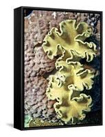 Barrier Reef Coral IV-Kathy Mansfield-Framed Stretched Canvas