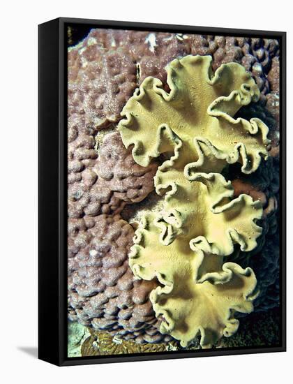 Barrier Reef Coral IV-Kathy Mansfield-Framed Stretched Canvas