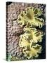 Barrier Reef Coral IV-Kathy Mansfield-Stretched Canvas