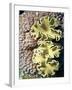 Barrier Reef Coral IV-Kathy Mansfield-Framed Photographic Print