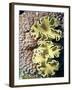 Barrier Reef Coral IV-Kathy Mansfield-Framed Photographic Print