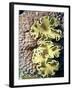 Barrier Reef Coral IV-Kathy Mansfield-Framed Photographic Print