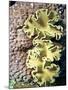 Barrier Reef Coral IV-Kathy Mansfield-Mounted Photographic Print